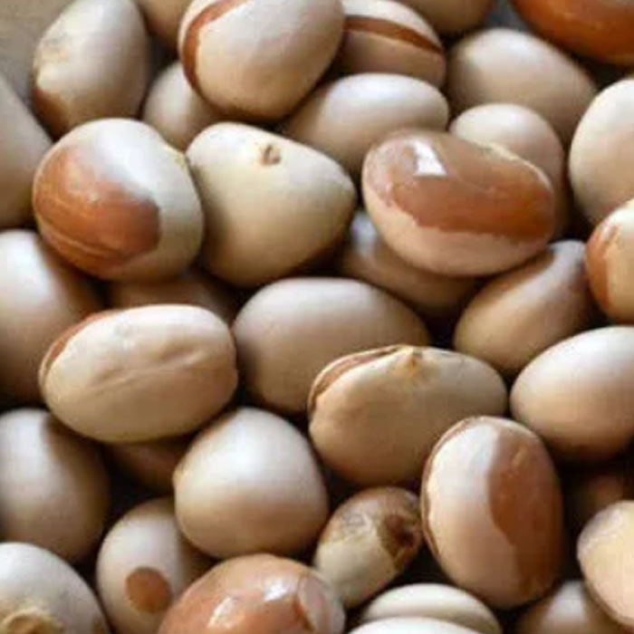 jack-fruit-seeds