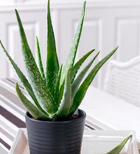 Aloe Vera (Organic)