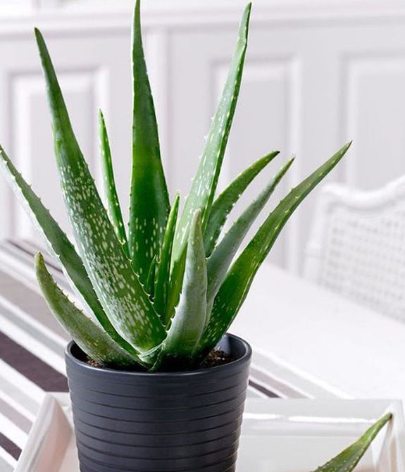 Aloe Vera (Organic)