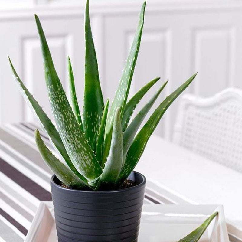 Potted aloe vera plant  