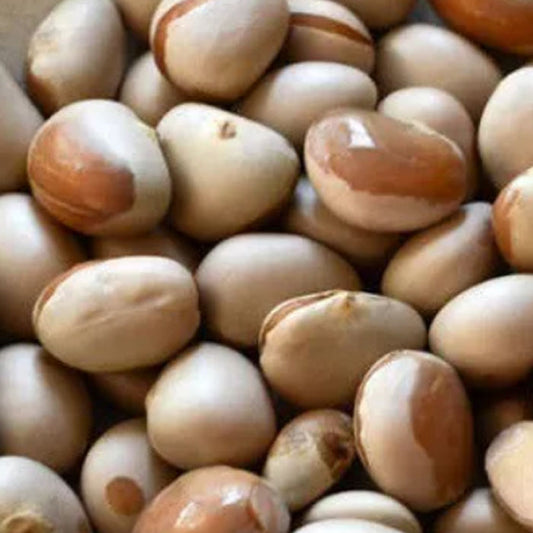 jack-fruit-seeds