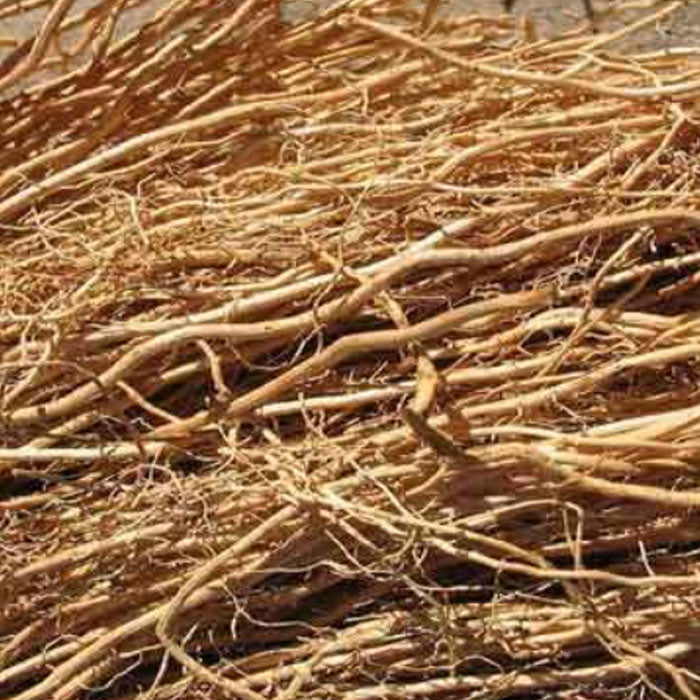 Dried ramacham Roots
