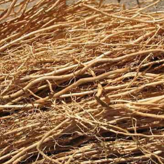 Dried ramacham Roots