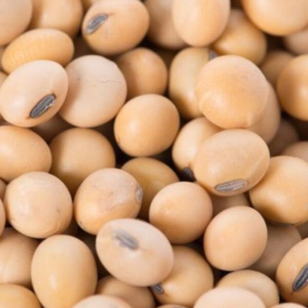 soya beans