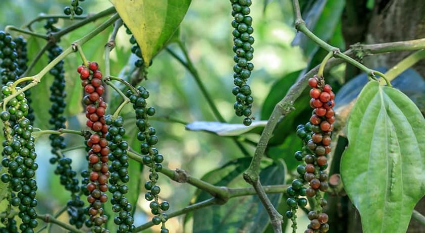 Buy Black pepper online Kerala spiceonline