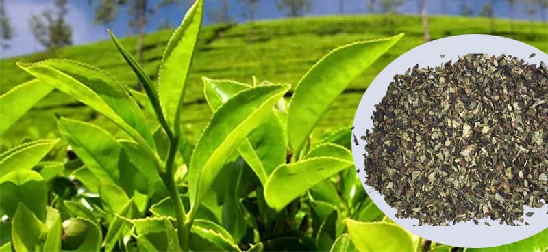 broken-leaf-tea-buy-online