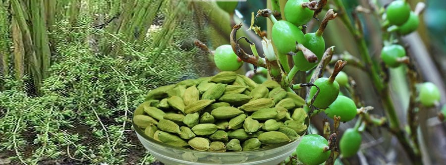 Buy 6mm cardamomom online