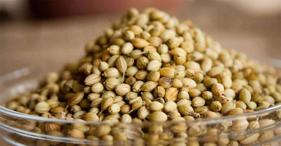 coriander spice- buy online-