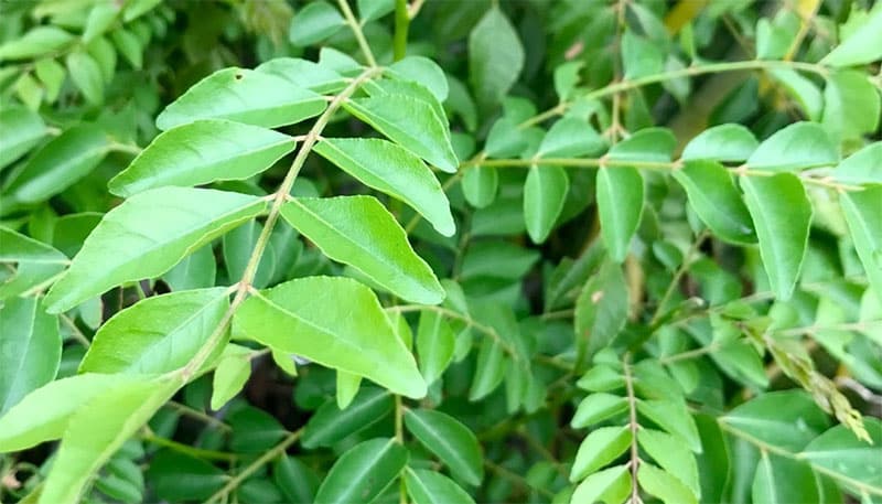 buy-curryleaf-online spicemunnar.com