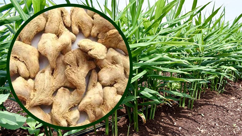 Dry Ginger- premium quality-buy online