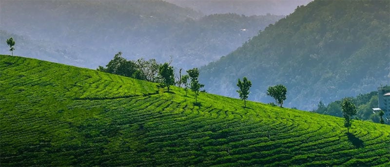 Munnar dus tea